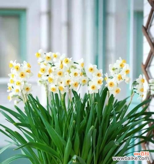 寓意优雅、自尊与希望的水仙花 水仙花