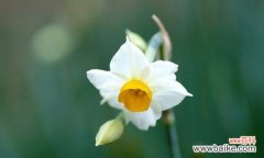 寓意优雅、自尊与希望的水仙花 水仙花