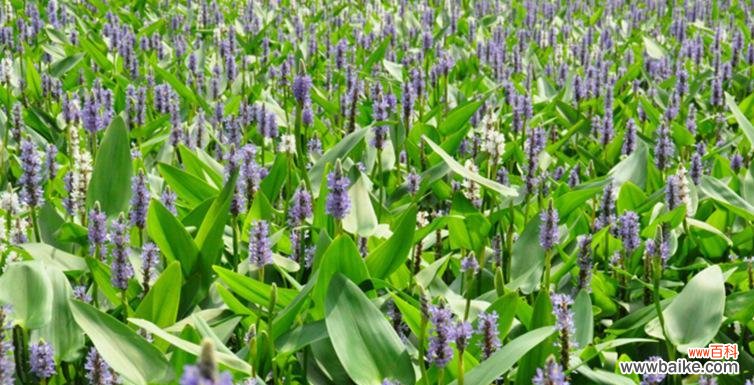 探索梭鱼草的花语,感悟生命的力量与美丽 梭鱼草花语