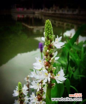 探索梭鱼草的花语,感悟生命的力量与美丽 梭鱼草花语