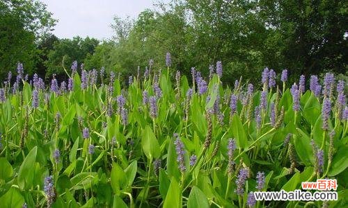 探索梭鱼草的花语,感悟生命的力量与美丽 梭鱼草花语