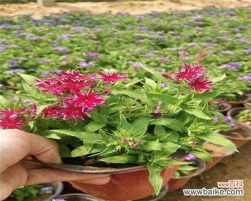 解读宿根福禄考花语的内涵与象征 宿根福禄考花语的神秘意义