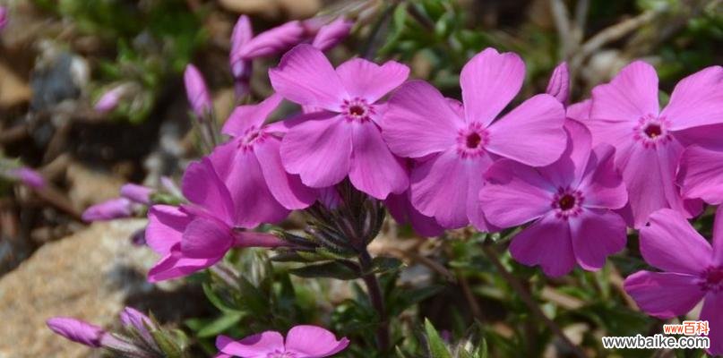 解读宿根福禄考花语的内涵与象征 宿根福禄考花语的神秘意义