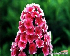 解读宿根福禄考花语的内涵与象征 宿根福禄考花语的神秘意义