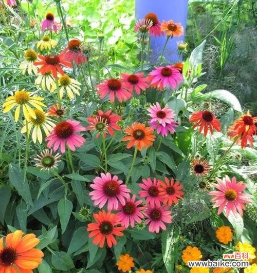 松果菊,一朵散发温馨的花朵 松果菊之美