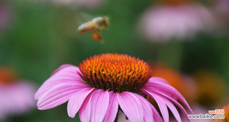 松果菊,一朵散发温馨的花朵 松果菊之美