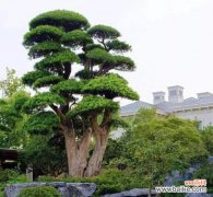 以松柏为例，探索自然界中的生命力之美 松柏的象征意义——坚韧不拔的生命力