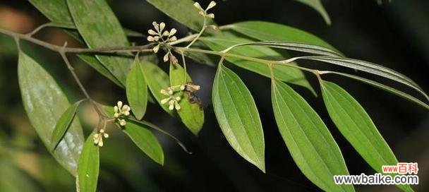 探寻天竺桂花的深层含义 天竺桂的花语寓意是什么?