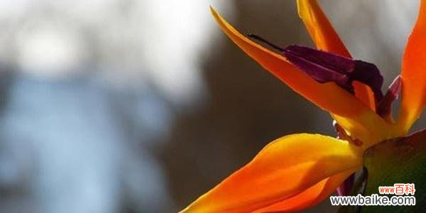 唤醒心灵的鸟儿，让生活充满希望 天堂鸟的花语