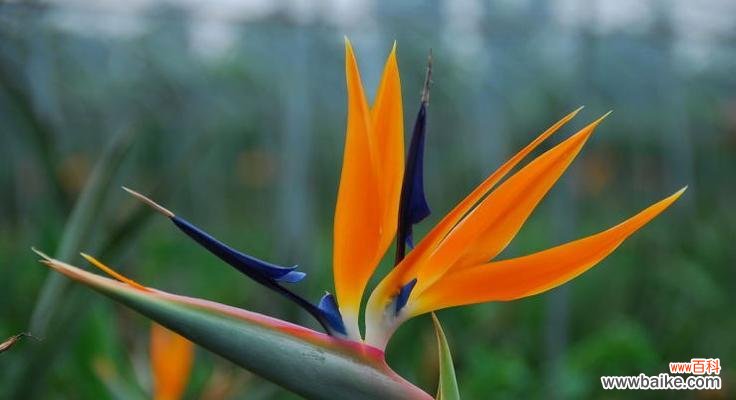 唤醒心灵的鸟儿，让生活充满希望 天堂鸟的花语