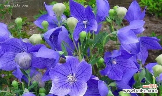 揭开花朵背后的神秘语言,与花建立更深的情感纽带 花的花语之美——每一朵花都有故事