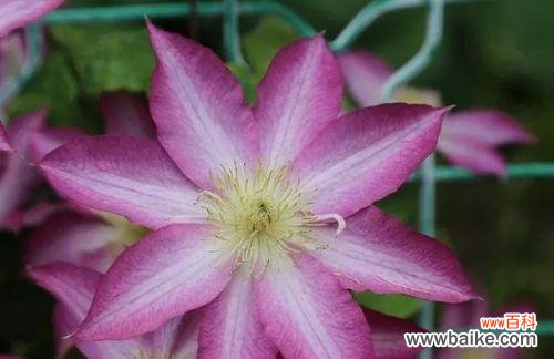 诠释铁线莲花所传递的美好寓意 铁线莲的花语之美