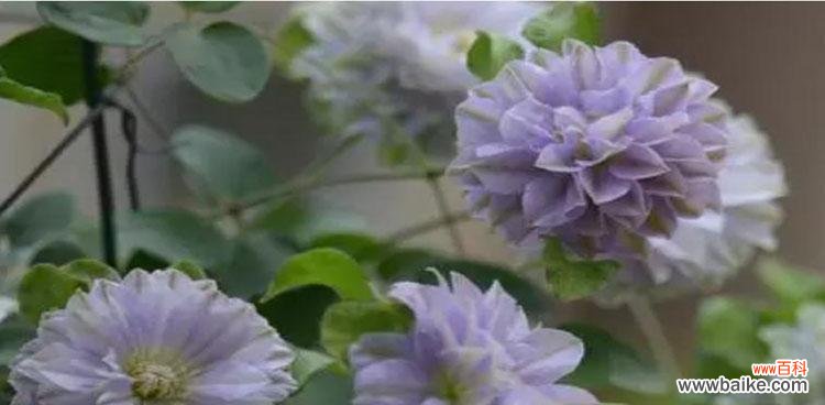 诠释铁线莲花所传递的美好寓意 铁线莲的花语之美