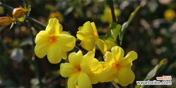 五色草的花语及象征意义解读 五色草花语的奥秘