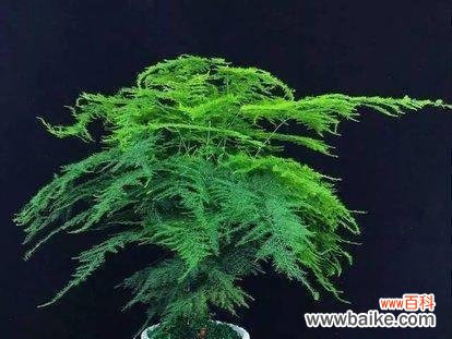 揭秘文竹花语的含义,解读叶片的秘密信息 文竹之花语——从叶片传达的信息