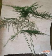 揭秘文竹花语的含义，解读叶片的秘密信息 文竹之花语——从叶片传达的信息