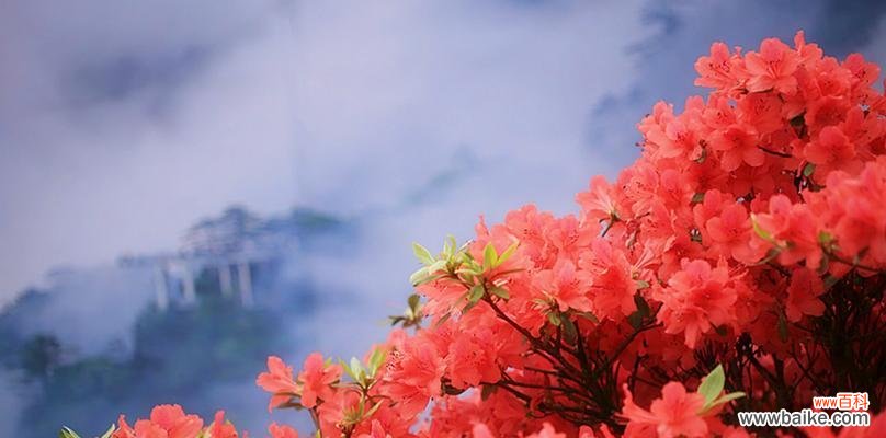 唤醒春天的鸟儿 杜鹃花的特点和象征意义