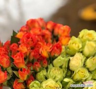 多头玫瑰传递的浪漫和情感 多头玫瑰的花语与意义