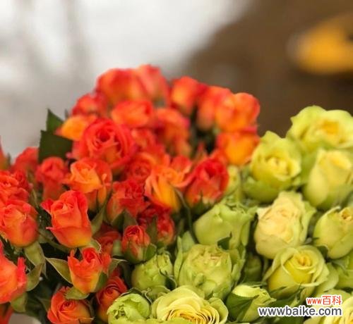 多头玫瑰传递的浪漫和情感 多头玫瑰的花语与意义