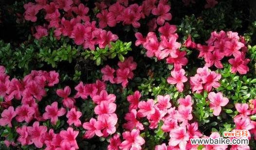 探寻杜鹃花的文化意义与美学价值 杜鹃花的象征意义及其重要性