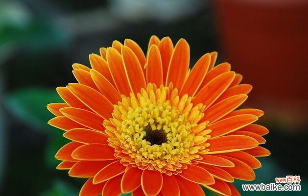 非洲菊的花语和象征意义解读 探寻非洲菊的花语之美