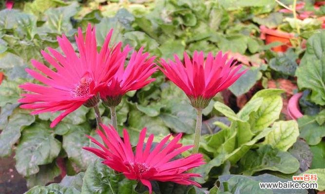 探究粉色扶郎花的传达情感与象征意义 粉色扶郎花的花语和寓意