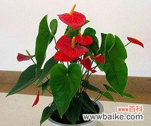 揭秘花朵的神秘语言 以粉掌的花语是什么