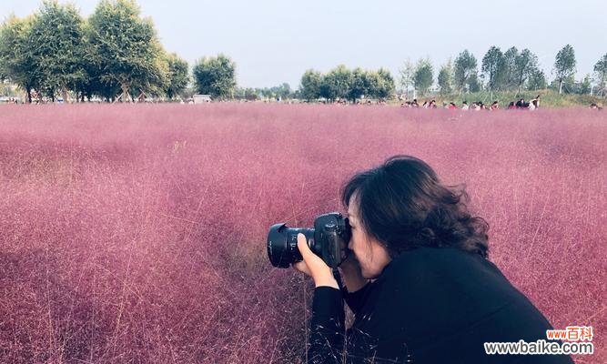 探寻粉黛乱子草的花语之谜 粉黛乱子草的花语——花开如锦,幸福绽放