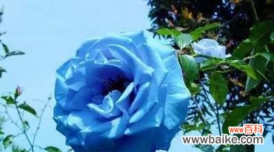 白星菊的花语有何含义？适合哪种场合？