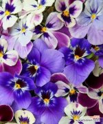 悬铃木花花语代表什么？如何用在特别的祝福中？