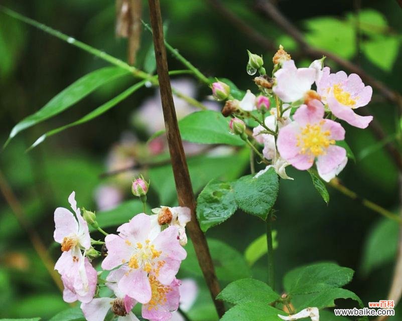 酴醾花的花语有哪些含义?送人有何寓意?