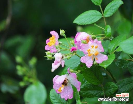 酴醾花的花语有哪些含义?送人有何寓意?