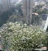 向满天星花语是什么？如何表达爱意？