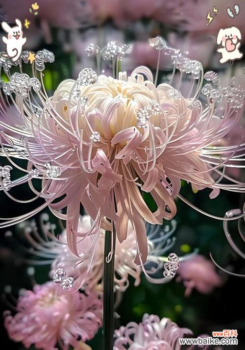 秋彼岸花花语有何深意?适合什么场合?