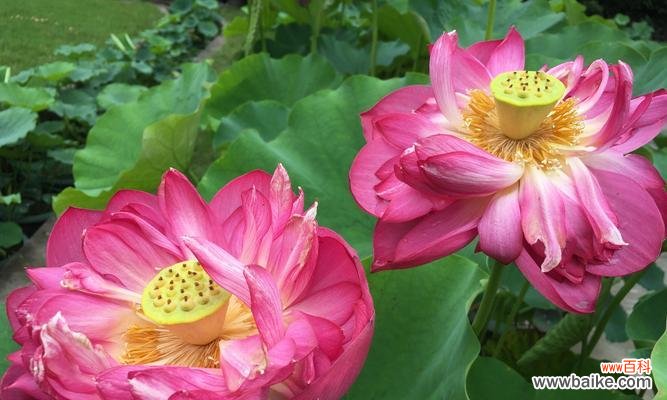 浮香木的花语代表什么?如何挑选浮香木礼物?