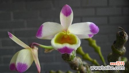 喜林芋的花语有哪些?送人有什么特别含义?