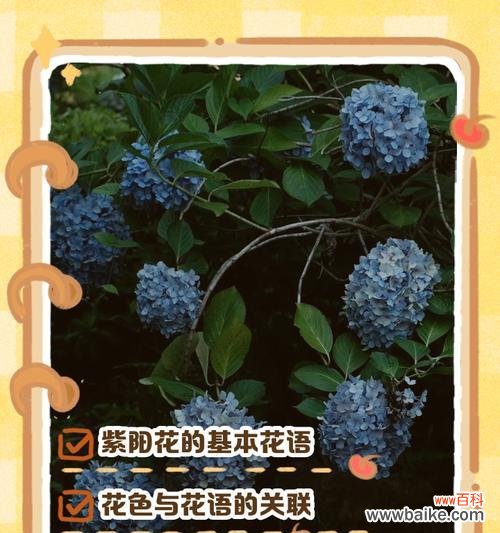 马格列特花语有何寓意？适合送给谁？