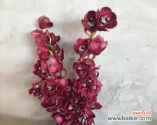 沙罗蕨的花语有哪些？适合什么样的场合？