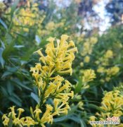 夜香树的花语代表什么？如何表达情感？