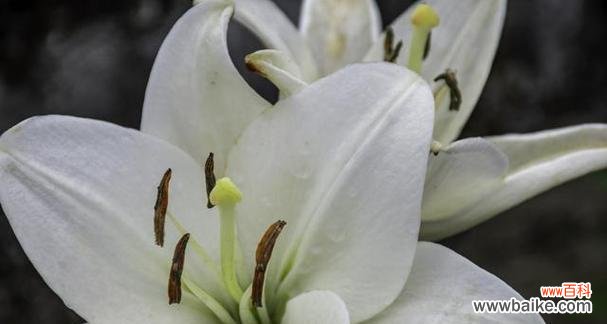 月之泪的花语有何深意？适合什么场合？