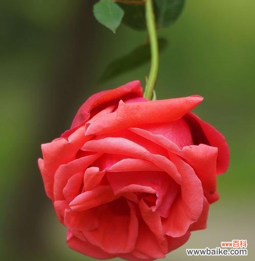 绽放芬芳，情感的表达 芳香四溢，香水月季的花语寓意