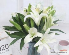 揭示百合花的寓意与象征，以及其对人们的情感影响 芬芳百合