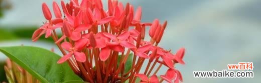 小叶龙船花的寓意和花语揭秘 小叶龙船花