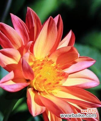 传递生命力与坚持的小丽花 小丽花