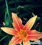 揭示忘忧草的花语与其给人们带来的心灵安慰 忘忧草的花语与心灵抚慰