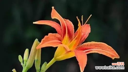 揭示忘忧草的花语与其给人们带来的心灵安慰 忘忧草的花语与心灵抚慰