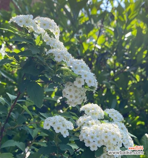 线叶绣线菊花语的深意与传承 线叶绣线菊花语之美——花开的诗意