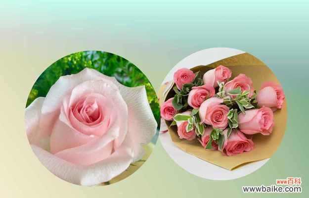 探究不同鲜花的含义及象征意义 花语