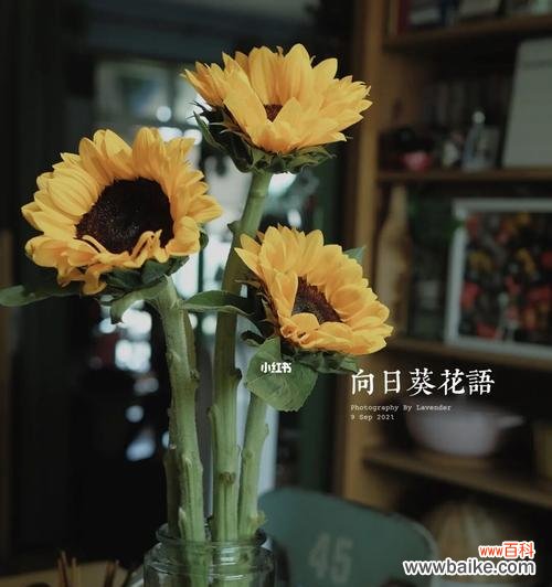 向日葵的花语寓意及象征意义分析 向日葵的花语