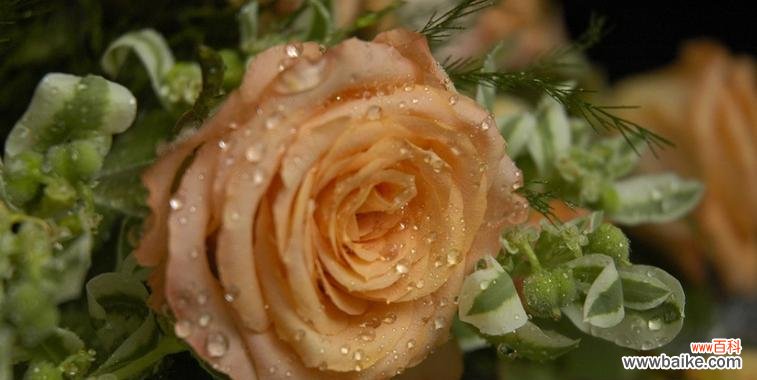 探索香槟色玫瑰所传达的深刻情感 香槟色玫瑰的花语及其意义